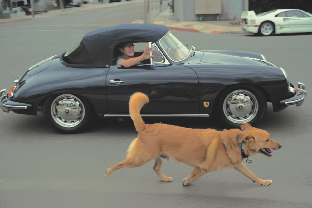 Le CBD pour les animaux de compagnie : une révolution pour nos amis à quatre pattes ?