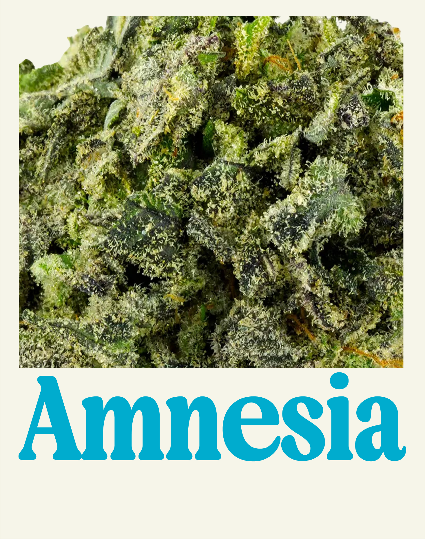 AMNESIA
