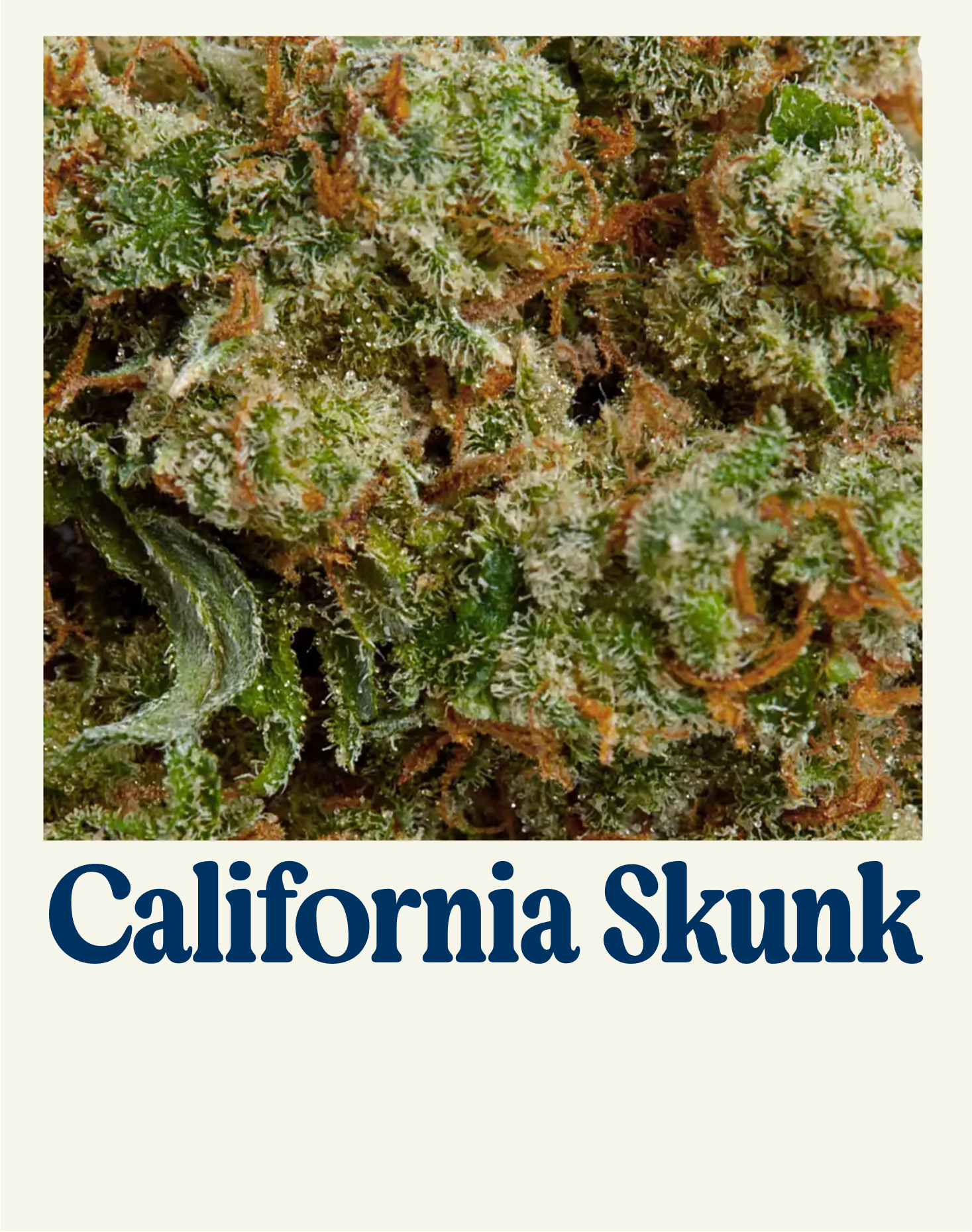 CALIFORNIA SKUNK