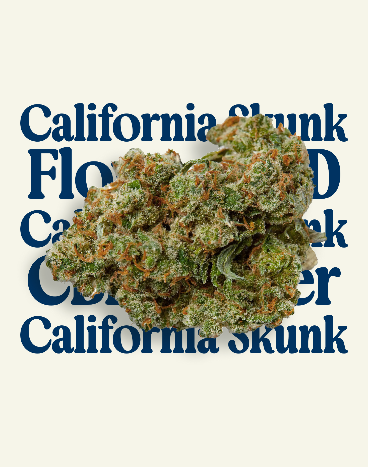 CALIFORNIA SKUNK