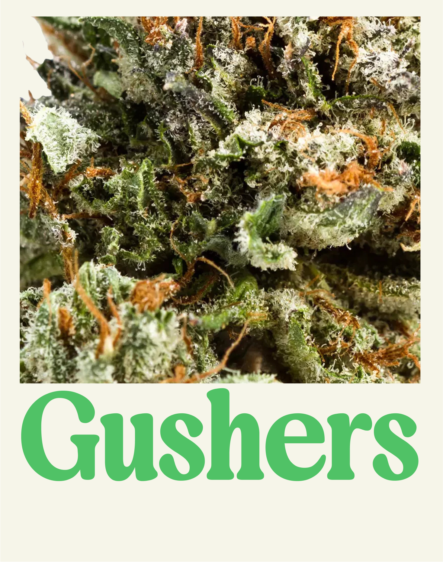 GUSHERS SUNSET