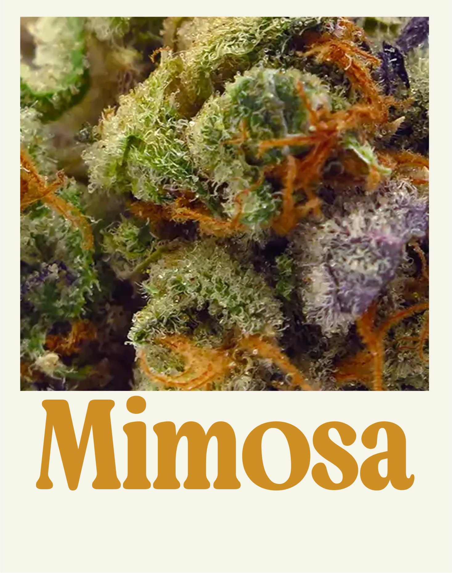 MIMOSA