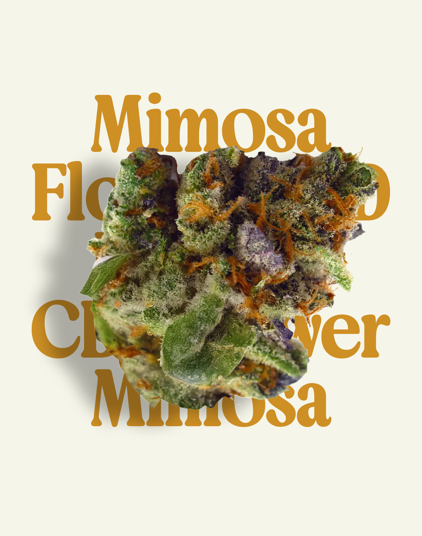 MIMOSA