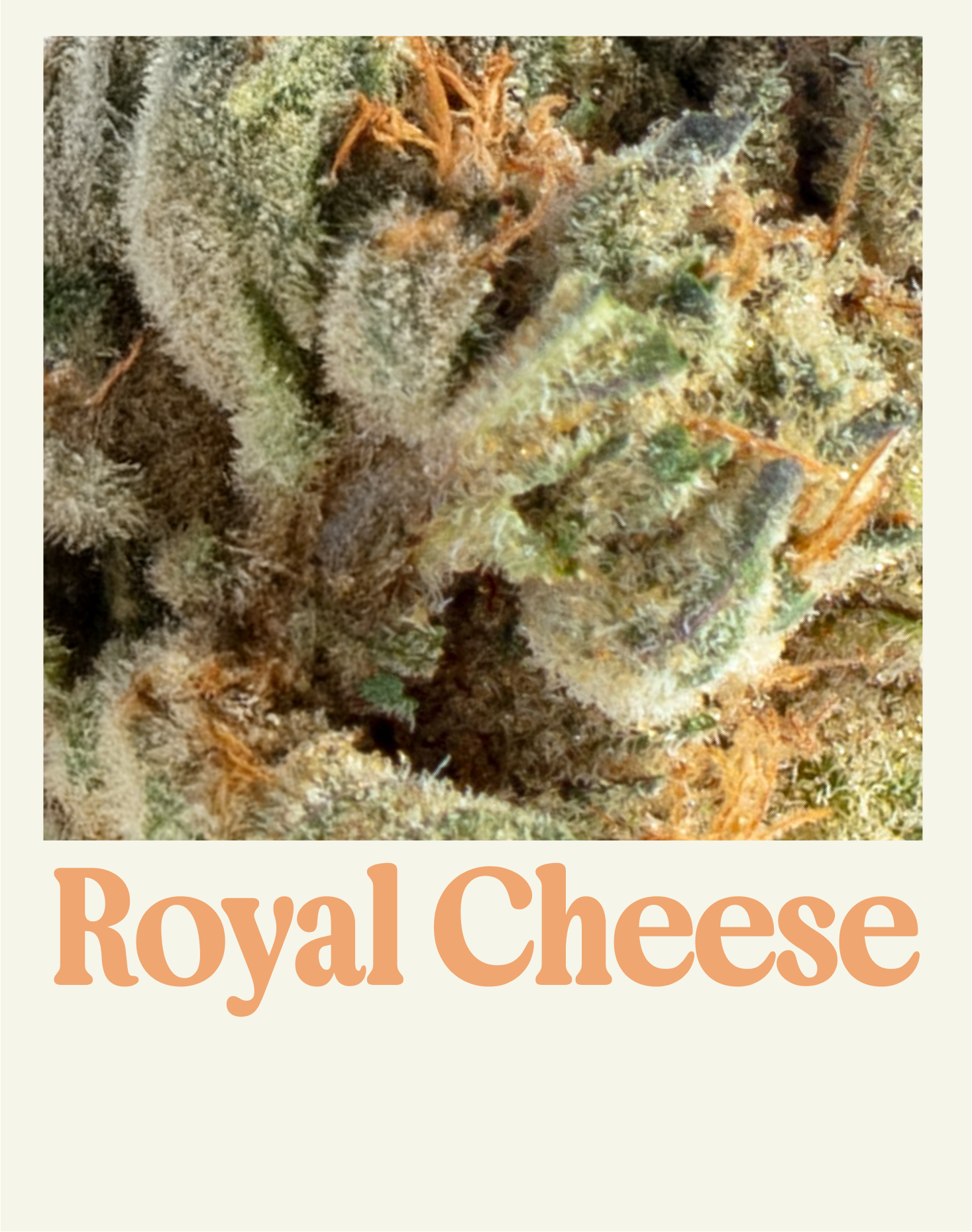 ROYAL CHEESE
