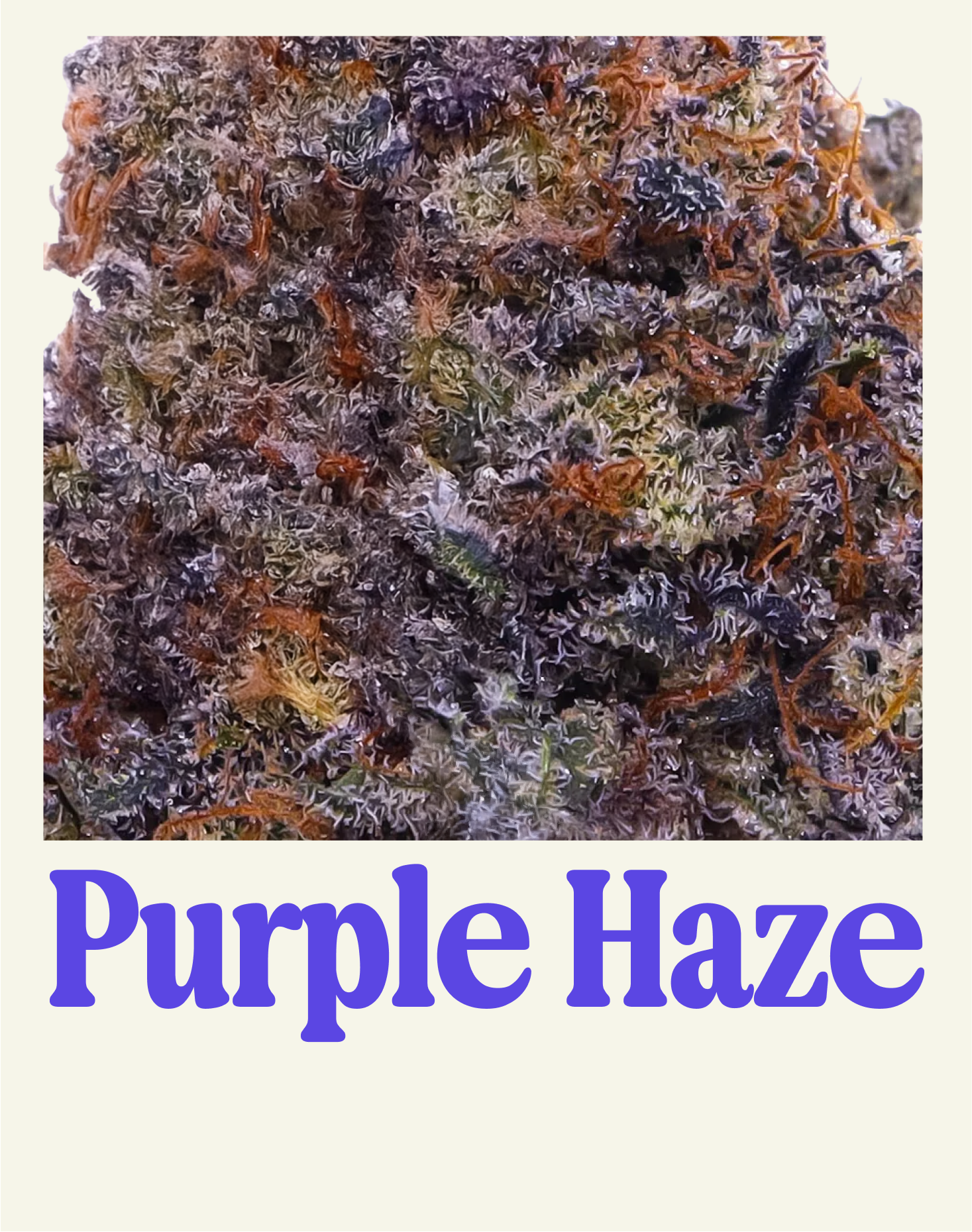 PURPLE HAZE